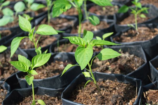 5 Rekomendasi Tanaman Polybag yang Menguntungkan
