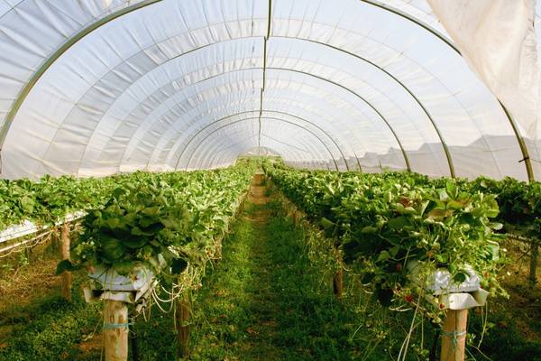 Tips Memilih Plastik Greenhouse