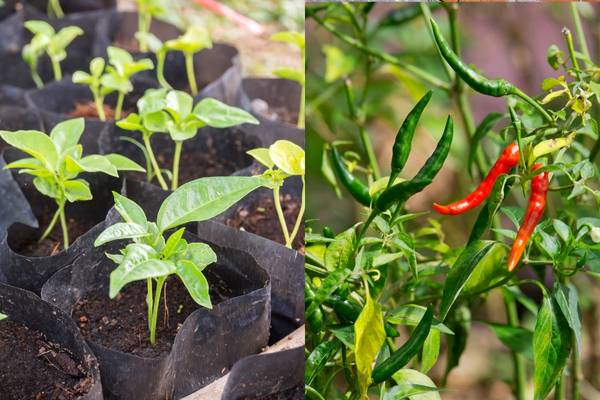 Panduan Pemula: Ukuran Polybag untuk Cabe yang Tepat